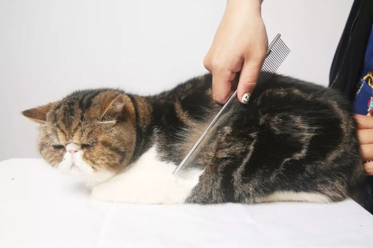 预制菜争议持续发酵,餐馆如何打消食客顾虑?